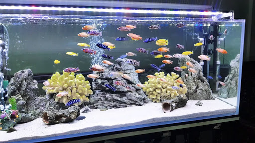 Đèn LED dây trang trí hồ cá